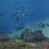 フォーエバーブルー海の呼び声画像（ゲーム内写真）63枚…と、海のいきもの雑談